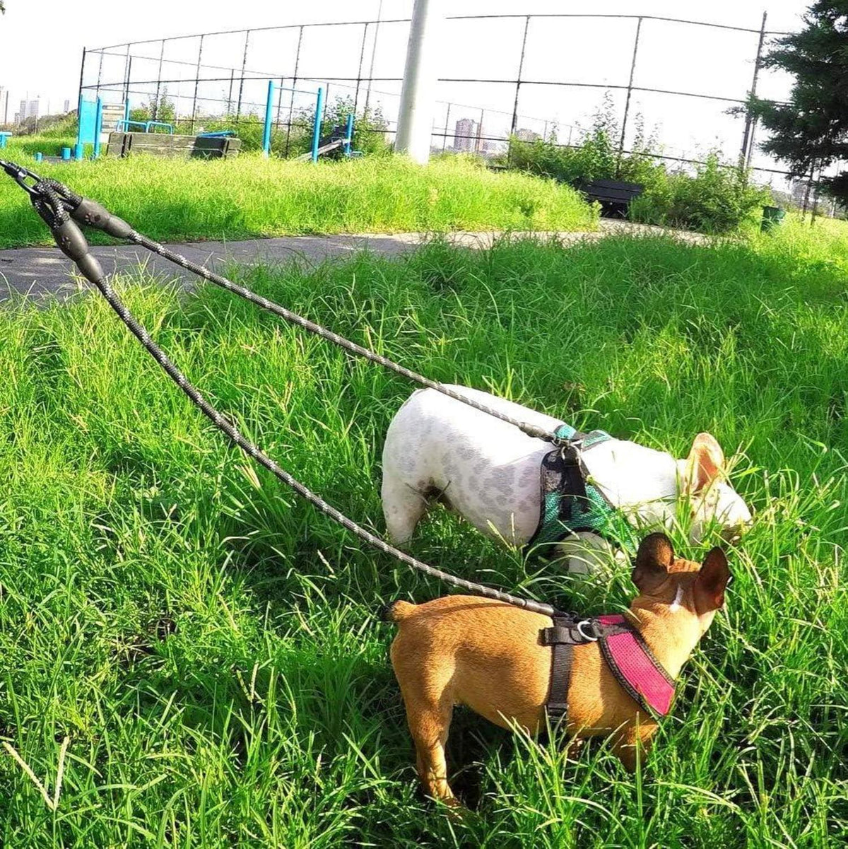 Doppelte Hundeleine für 2 Hunde, Reflektierend, Verstellbar, Schwarz
