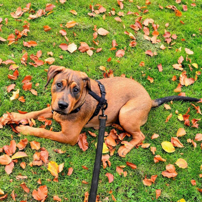 Toozey Schleppleine 10m für Hunde mit Handschlaufe und