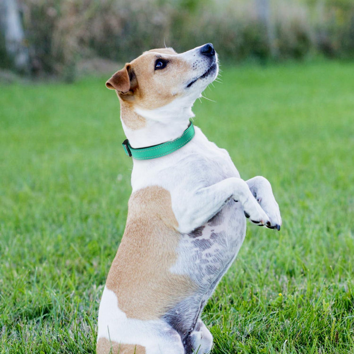 Hundehalsband Neopren Gepolstert Verstellbar Reflektierend Türkis
