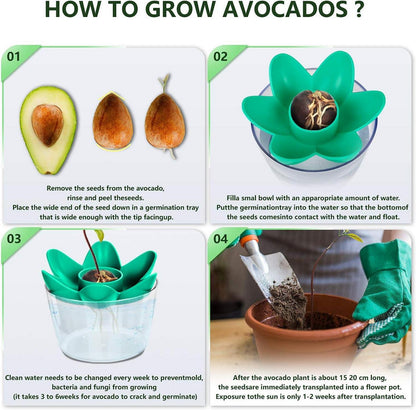 Avocado Pflanzen Geschenk Anzuchtsets Ausrüstung Gartenarbeit Avocado