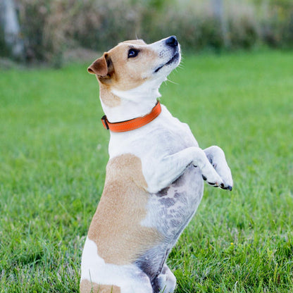 Gepolstertes Hundehalsband Neopren Nylon Verstellbar XL Orange