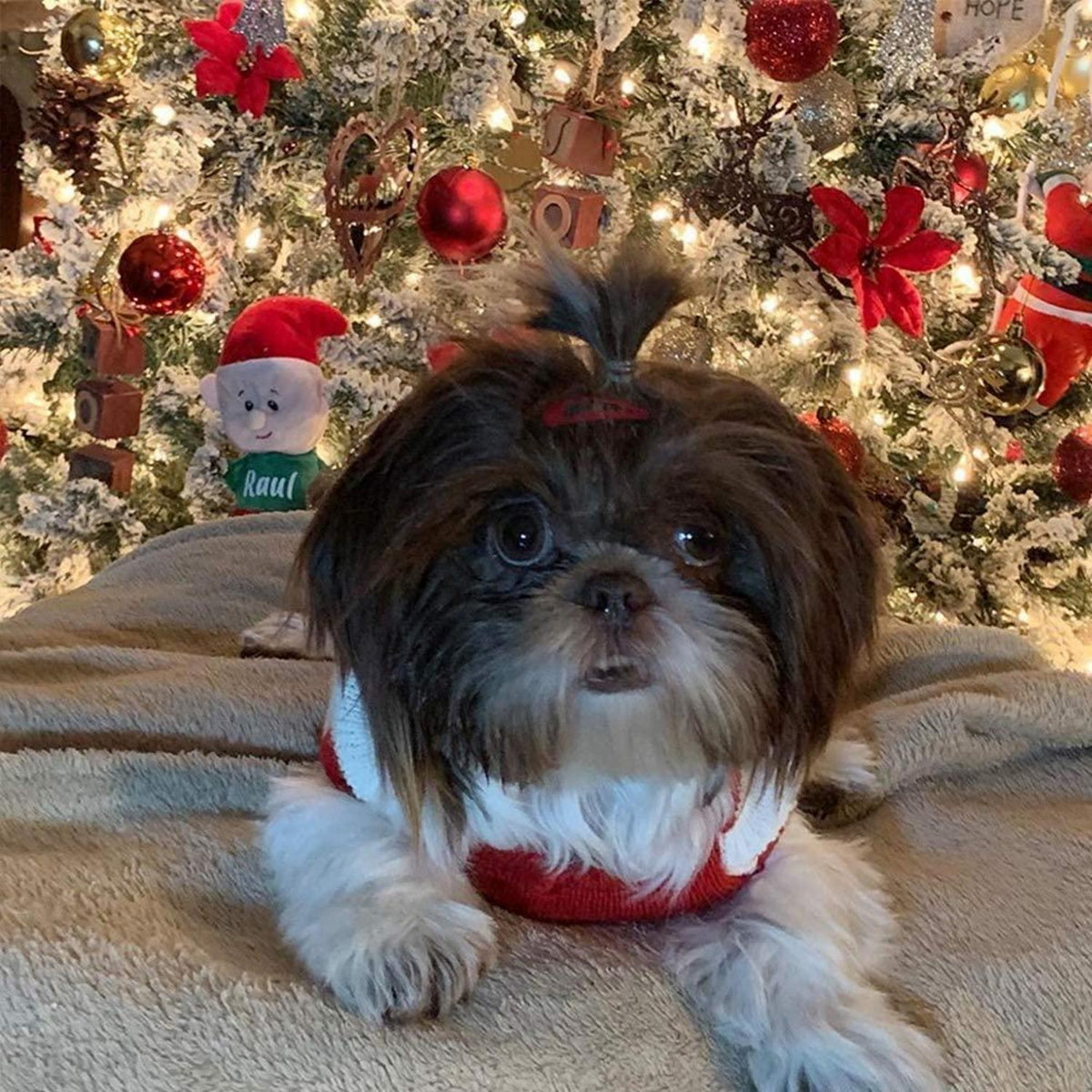Hundepullover Weihnachten: Warmer Strick Rollkragen für Welpen