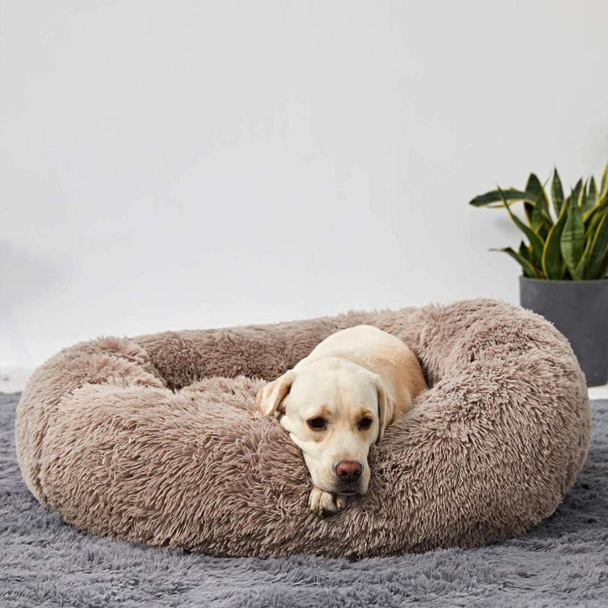 Orthopädisches Hundebett XXL – Waschbar & Kuschelig