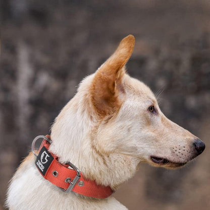 Taktisches Hundehalsband Größe L, Gepolstert, Orange
