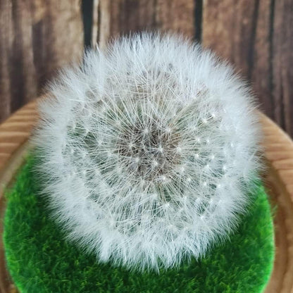 Pusteblume Engel Figuren im Glas - Geschenk für