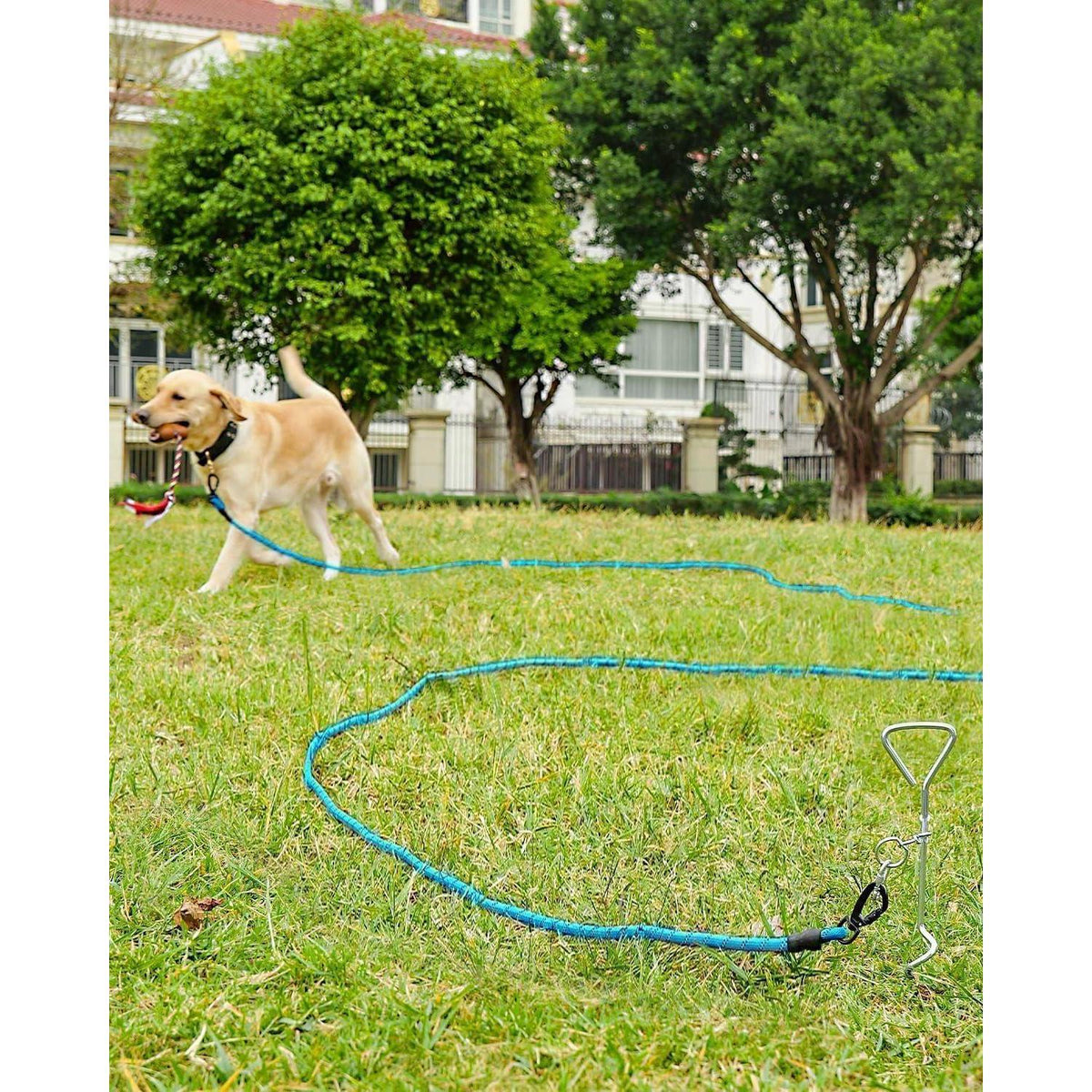 Joytale Schleppleine 5m Blau mit Gepolstertem Griff